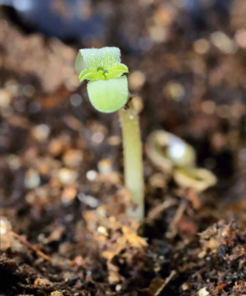 Meltdown seedling