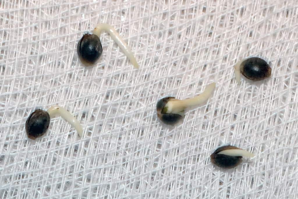 Meltdown taproots