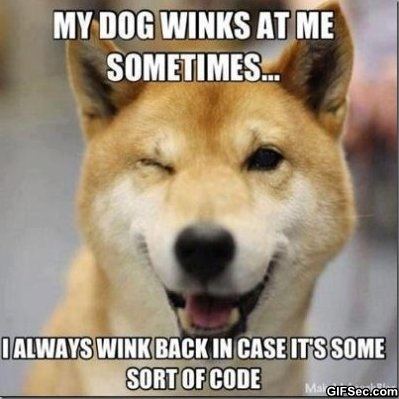 MEME My dog