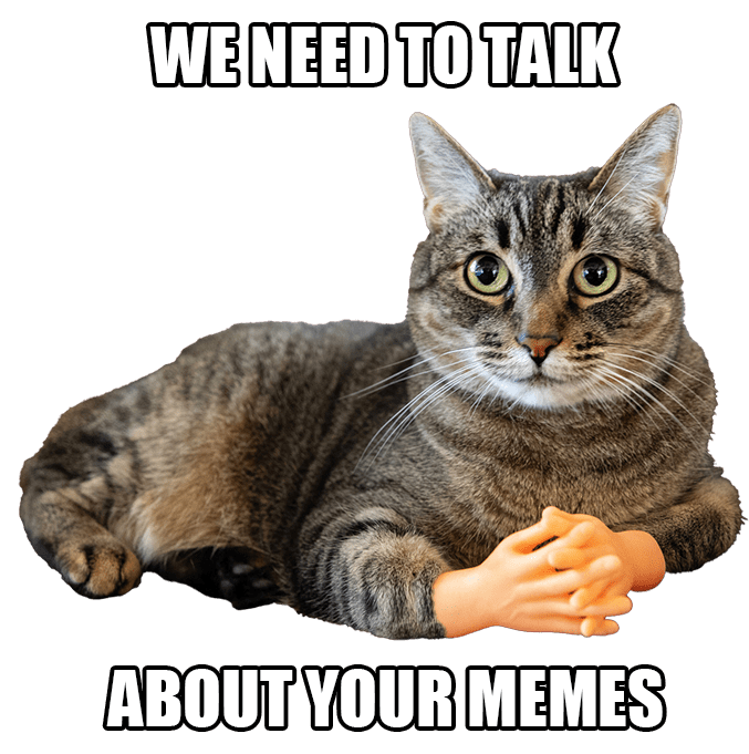 Meme cat