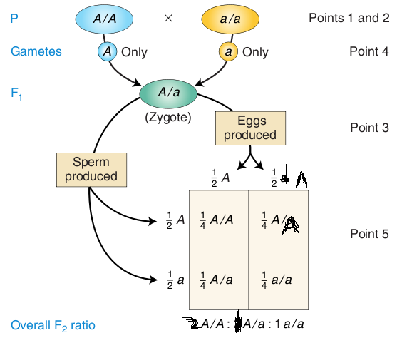Mendel explanation