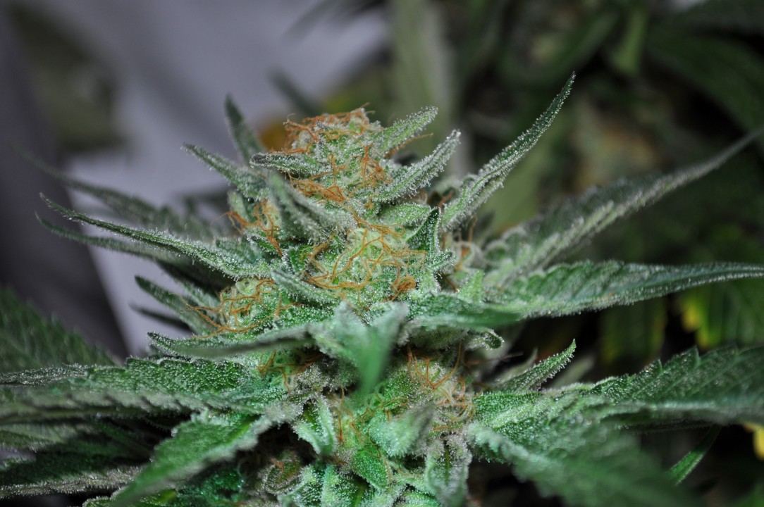 Mendo madness 4