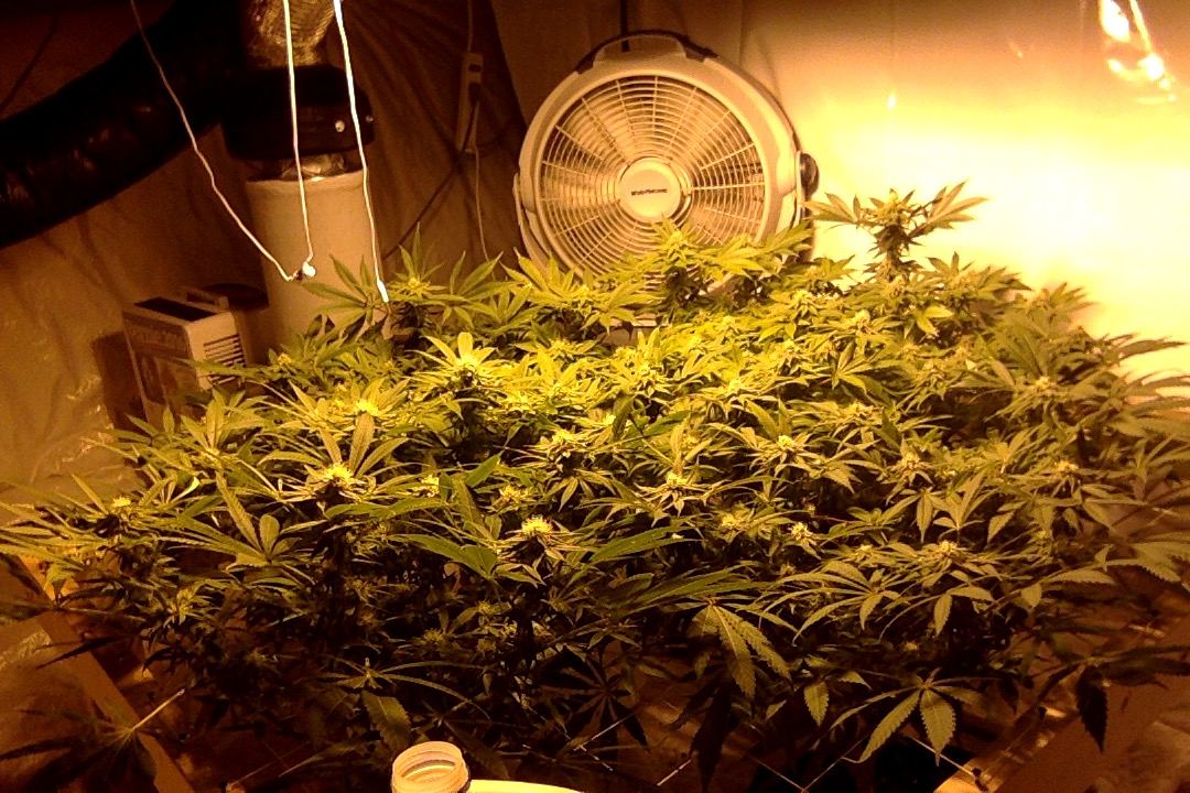 Mendo Purple Urkle Screen