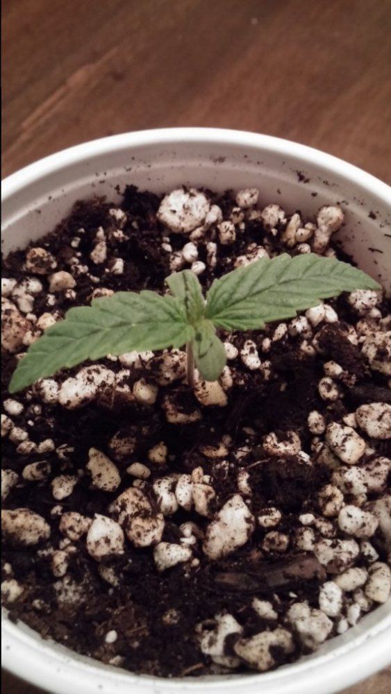 Mendo purps ibl 2