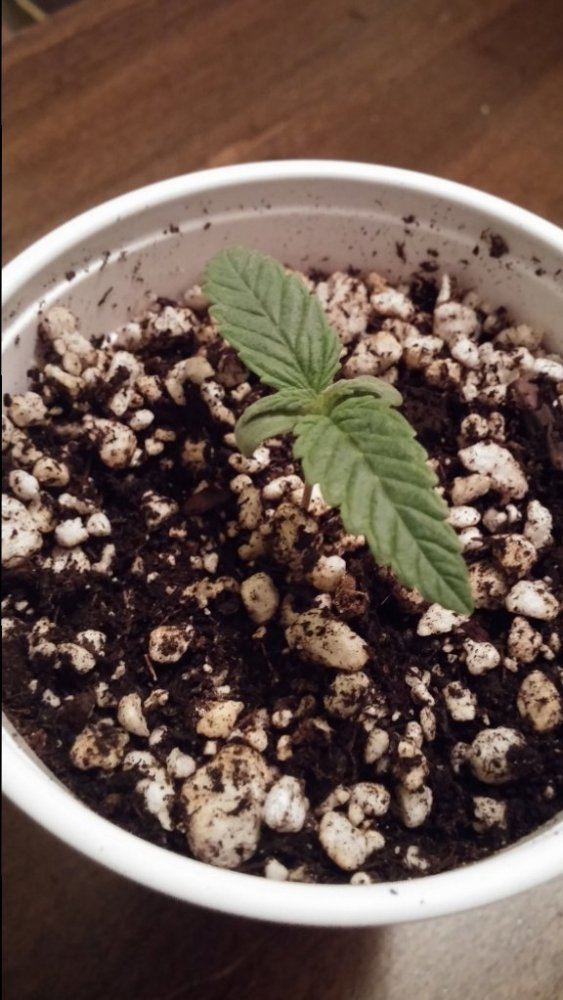Mendo purps ibl 3