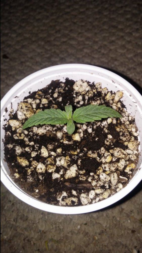Mendo purps ibl
