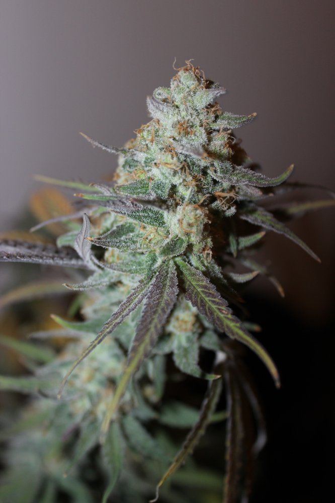 Mendo Purps SSDD 1 chop 1