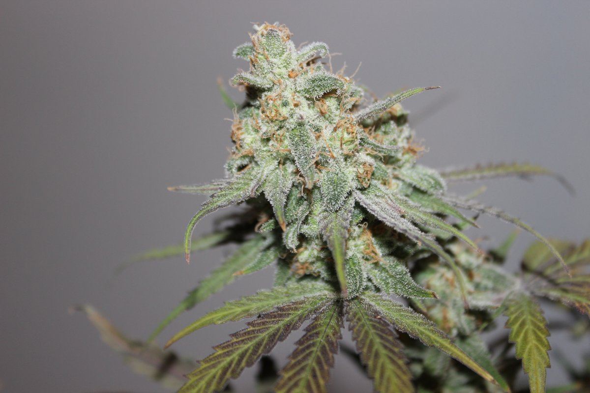 Mendo Purps SSDD 1 chop 2