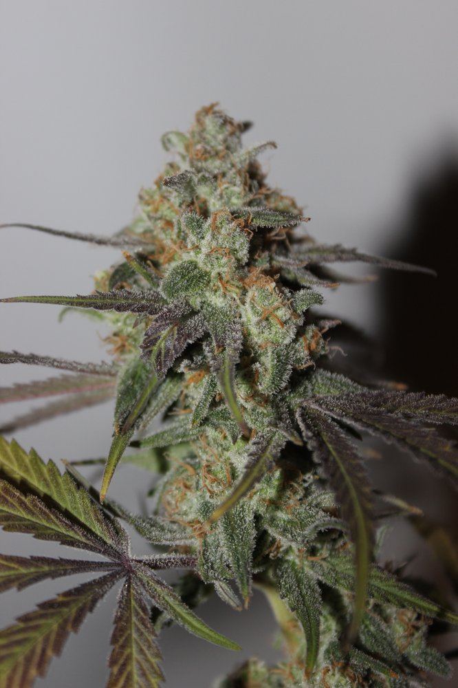 Mendo Purps SSDD 1 chop 3