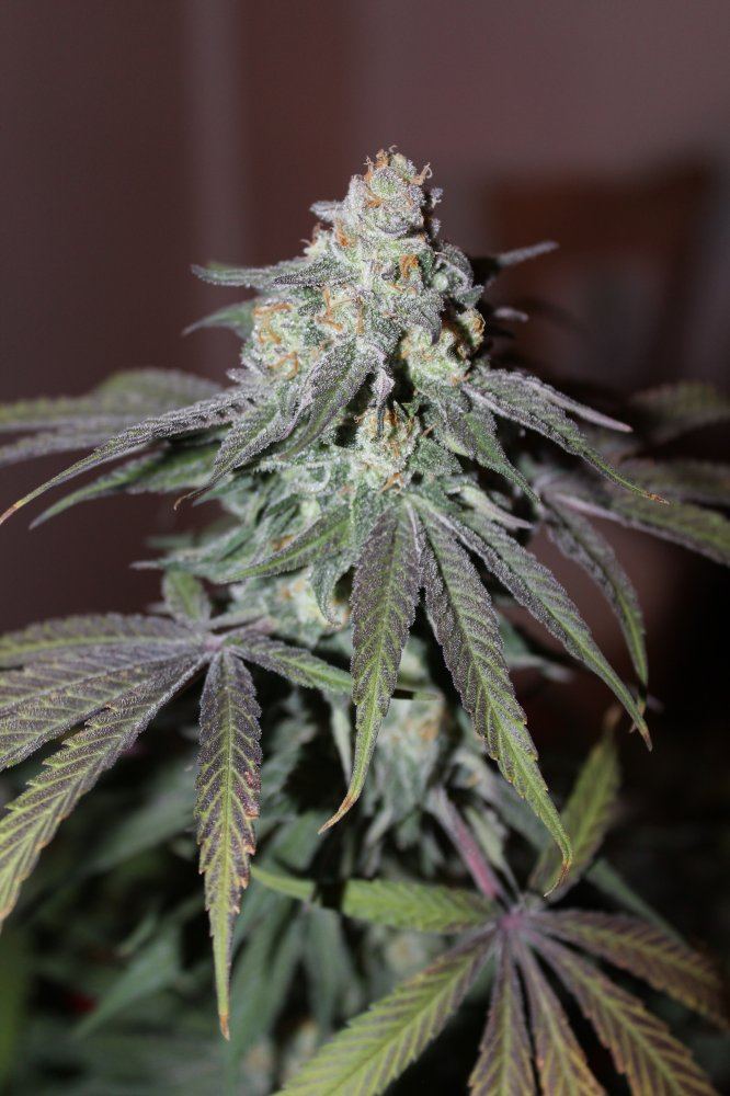 Mendo Purps SSDD 2 chop 1