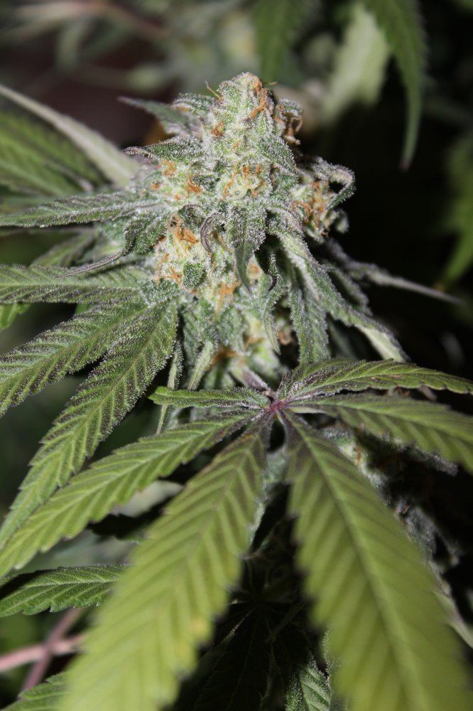 Mendo Purps SSDD 2 chop 2
