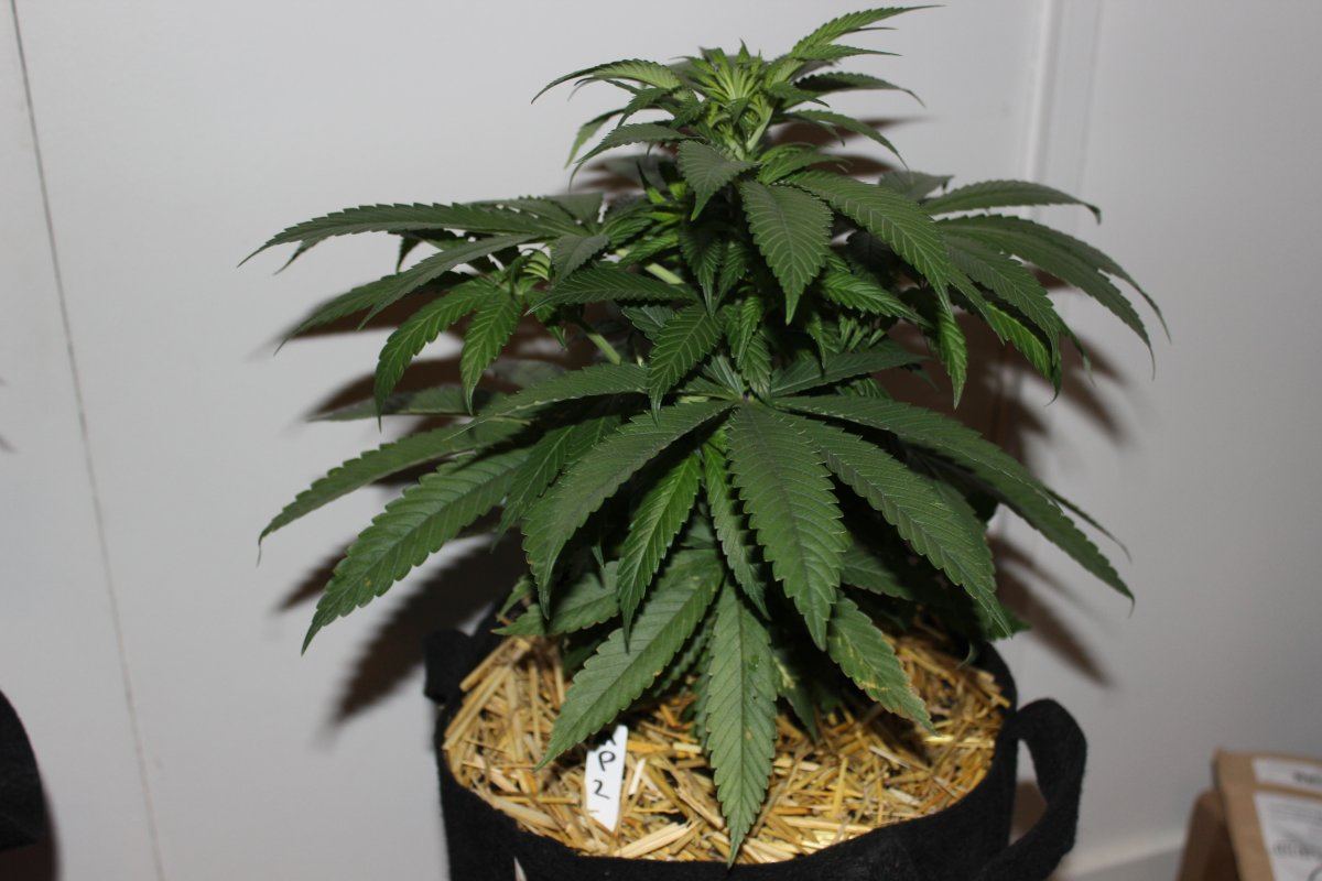 Mendo Purps SSDD 2 day nine2
