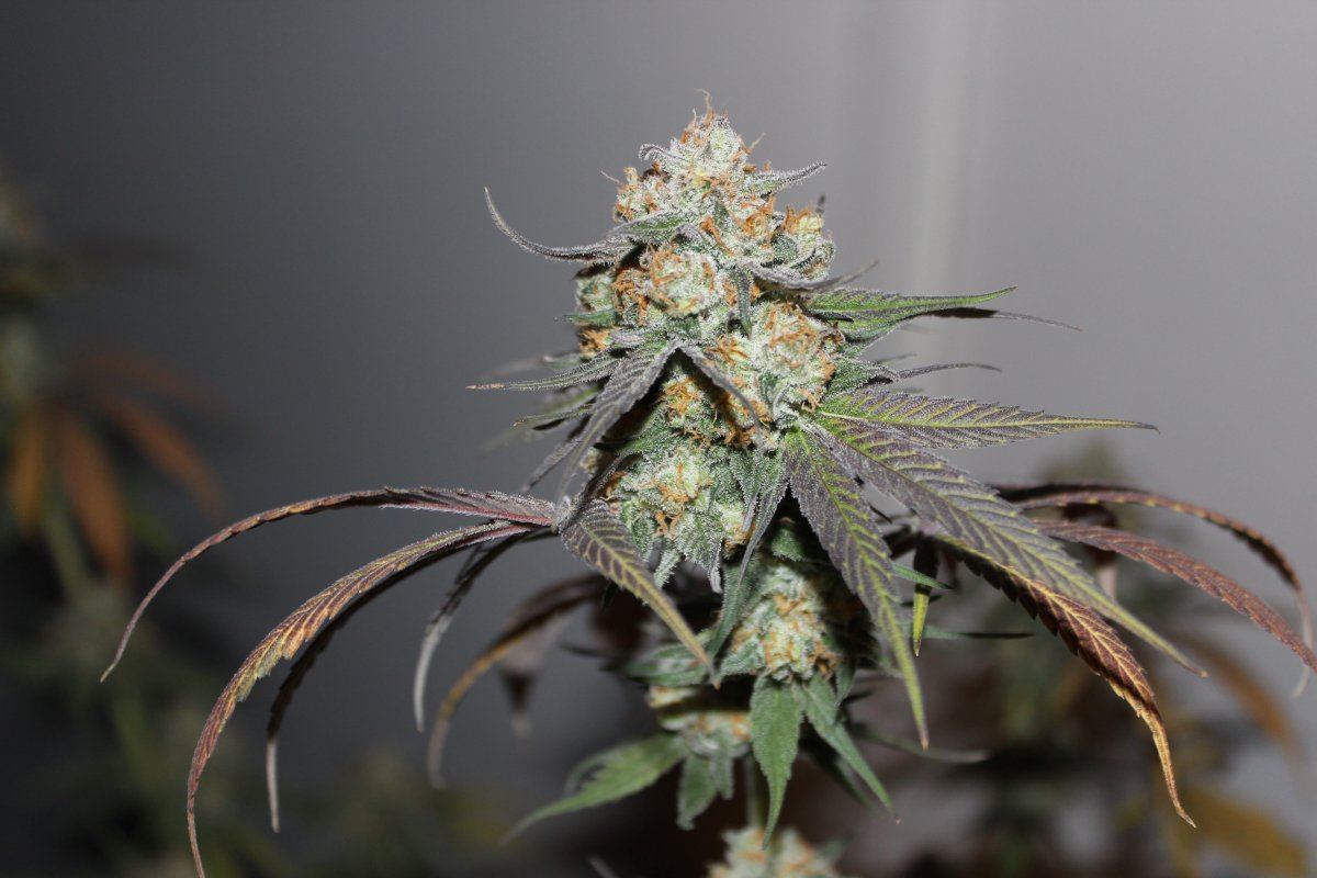 Mendo Purps SSDD 3 chop 2
