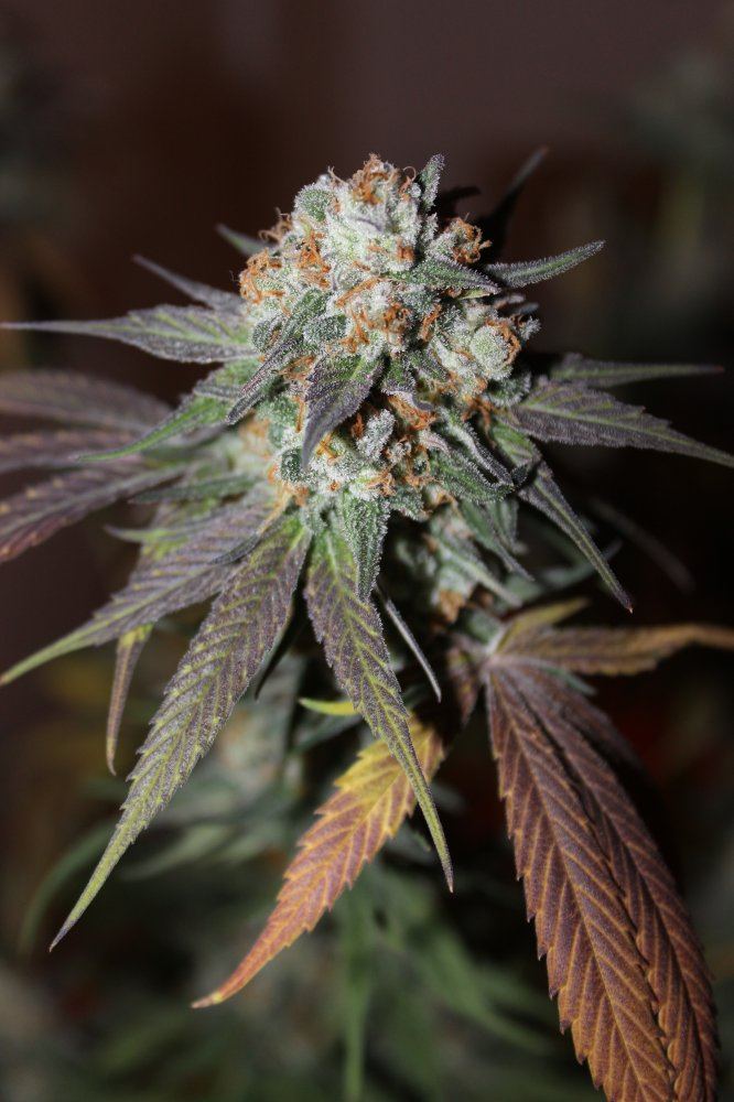 Mendo Purps SSDD 3 chop 4