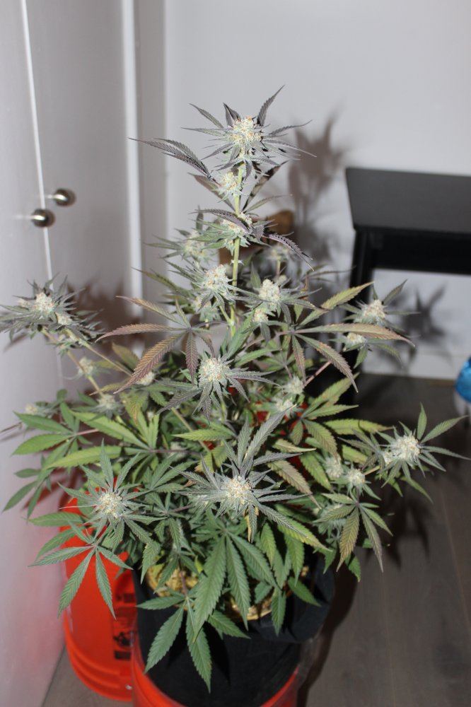 Mendo Purps SSDD 4 chop 1