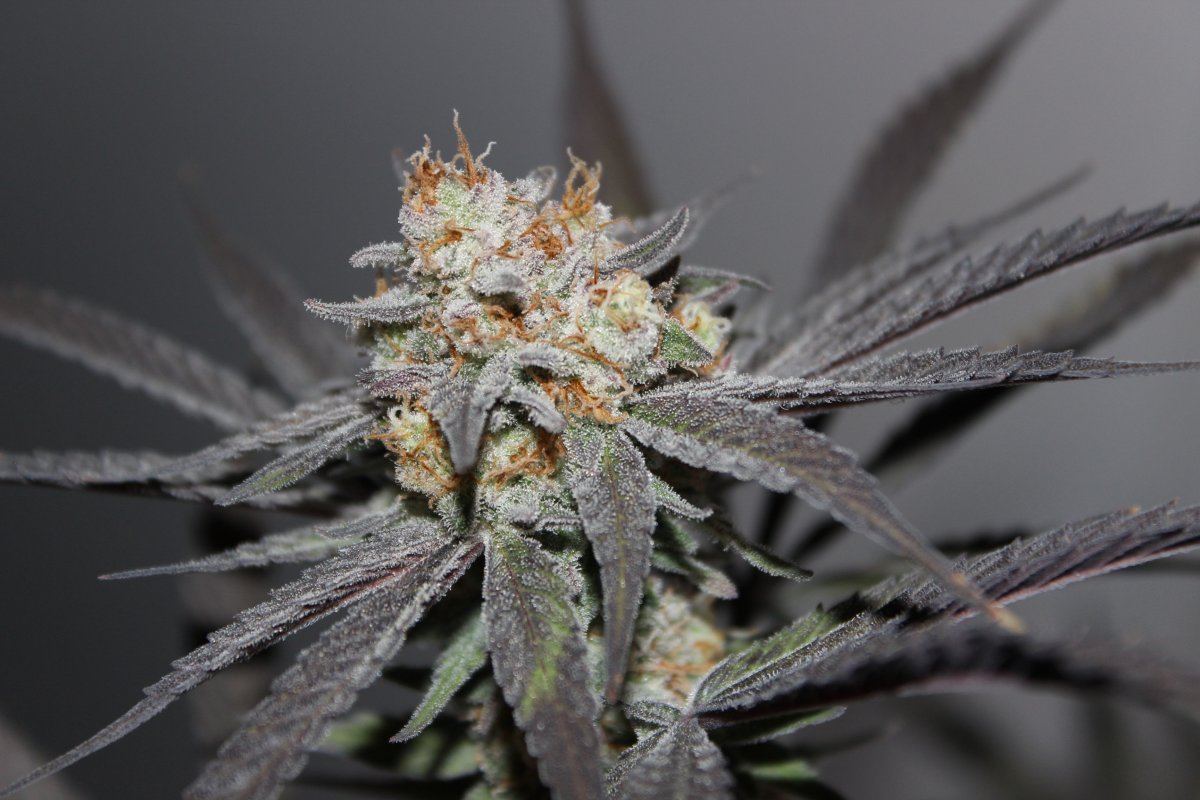 Mendo Purps SSDD 4 chop 2