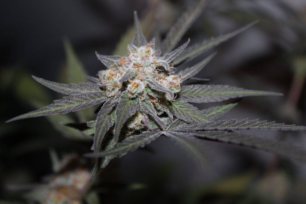 Mendo Purps SSDD 4 chop 4
