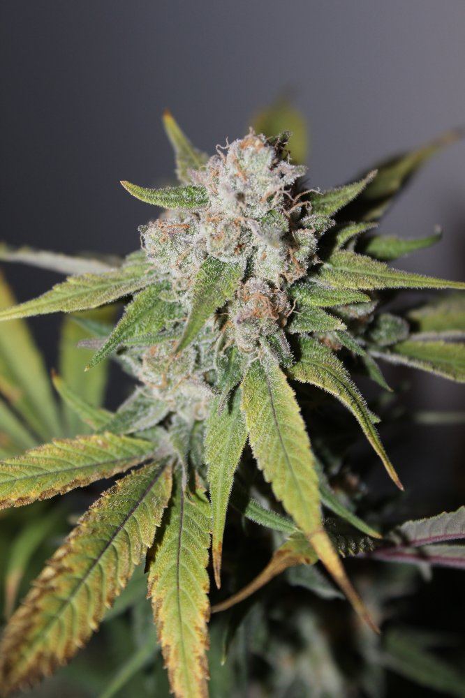 Mendo Purps SSDD 5 chop 1