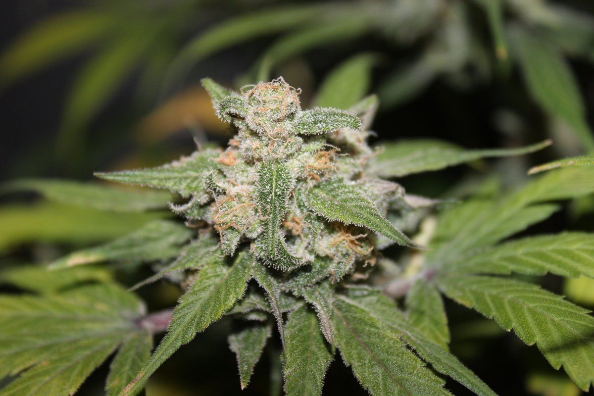 Mendo Purps SSDD 5 chop 2