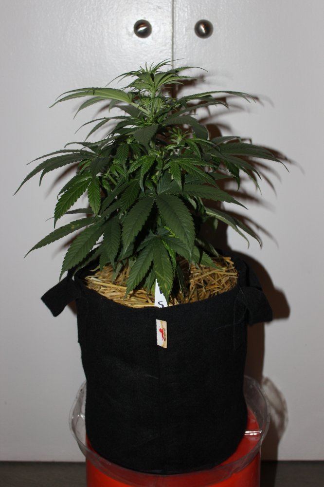Mendo Purps SSDD 5 day nine