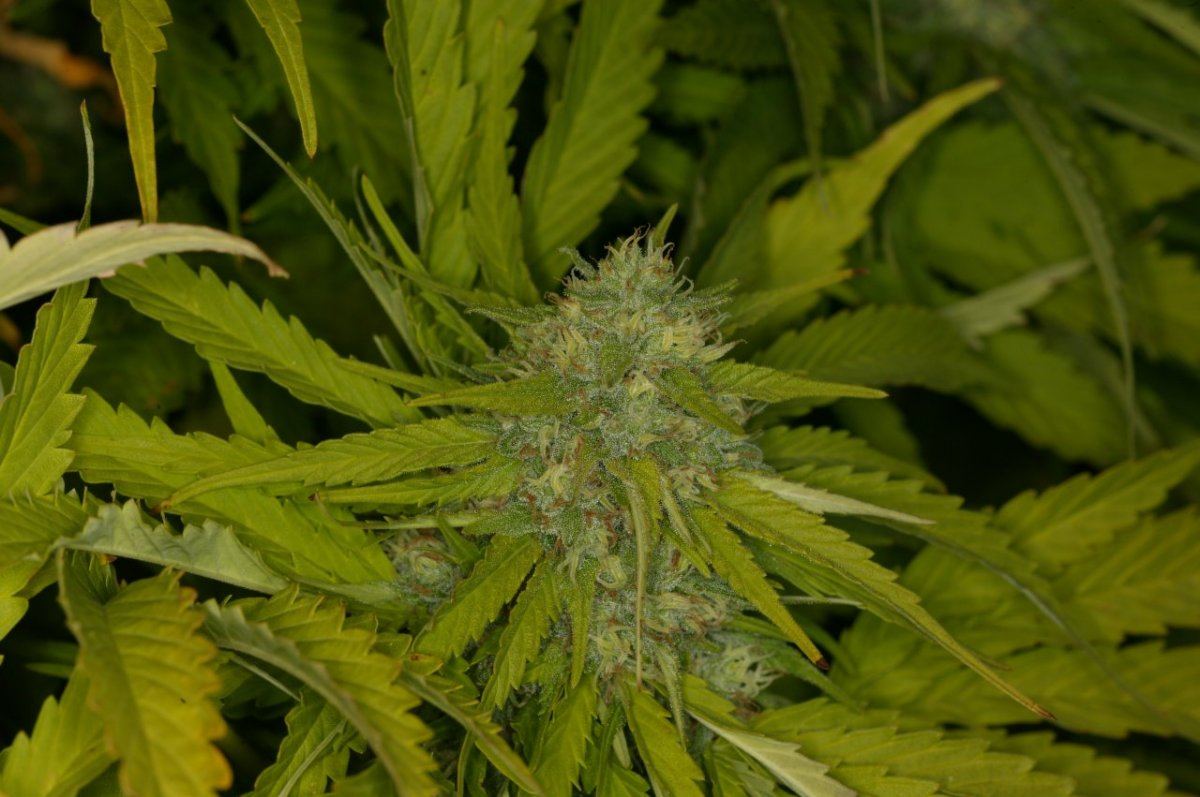 Mendocino madness