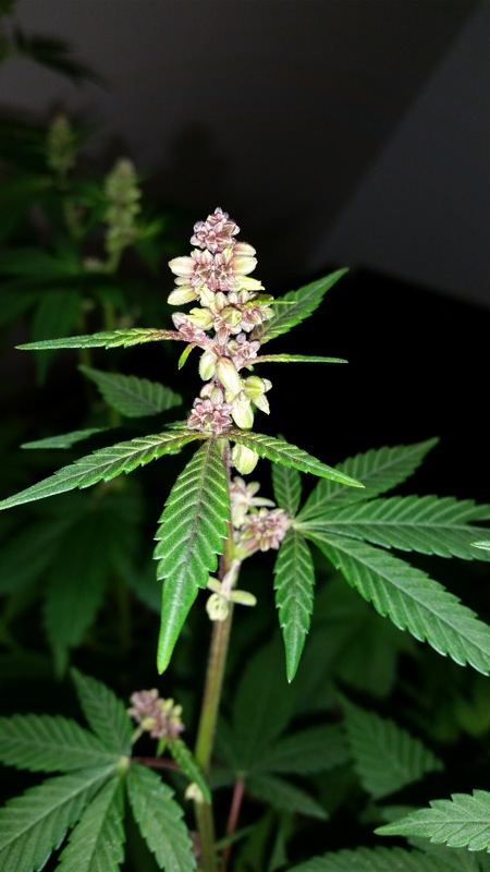 MendoPurpleF2