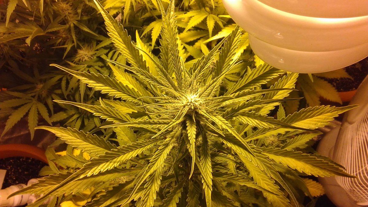 Mephisto rocksrocks 10