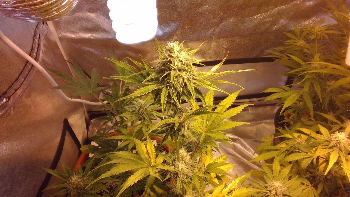 Mephisto rocksrocks 11