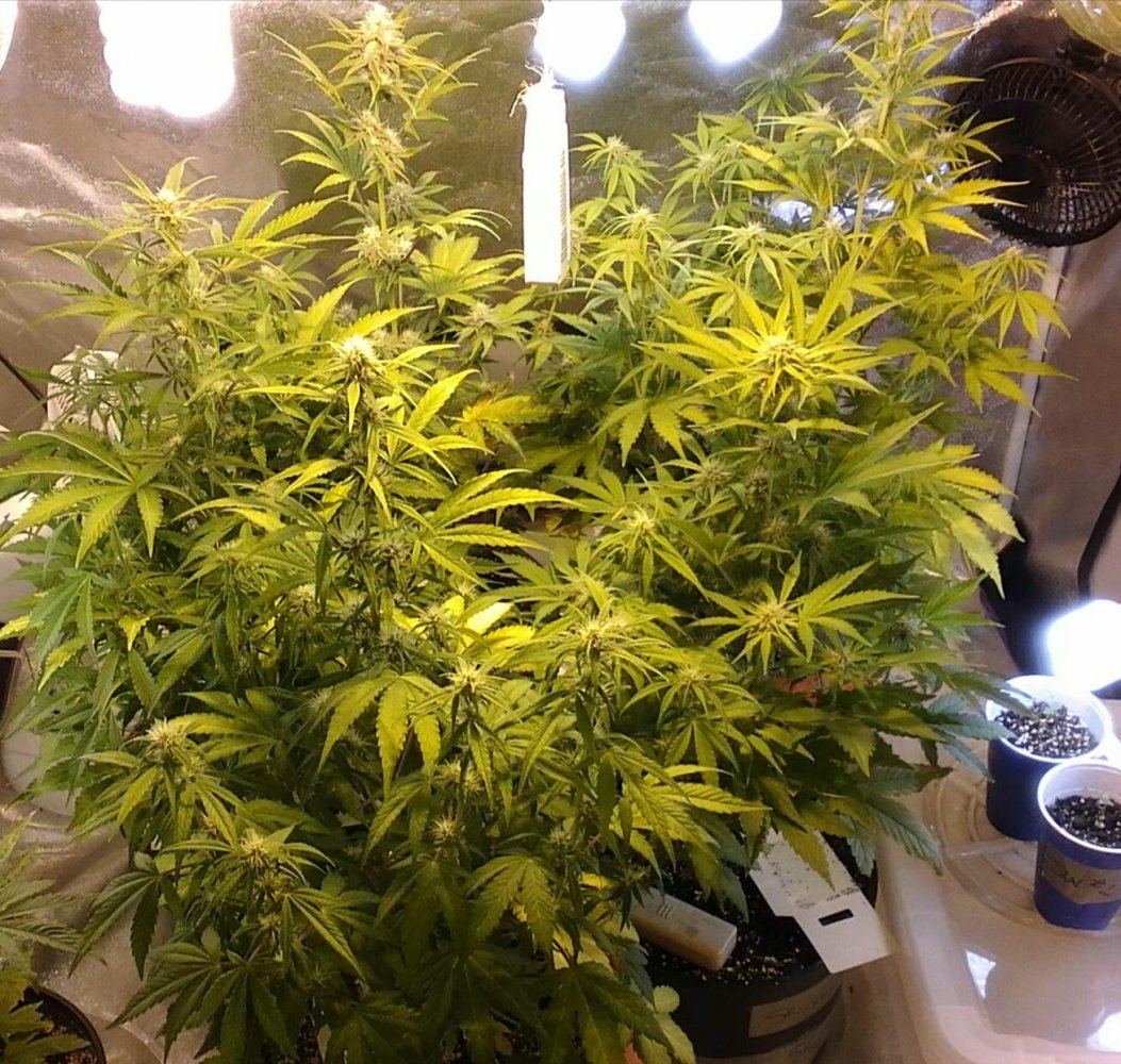 Mephisto rocksrocks 12