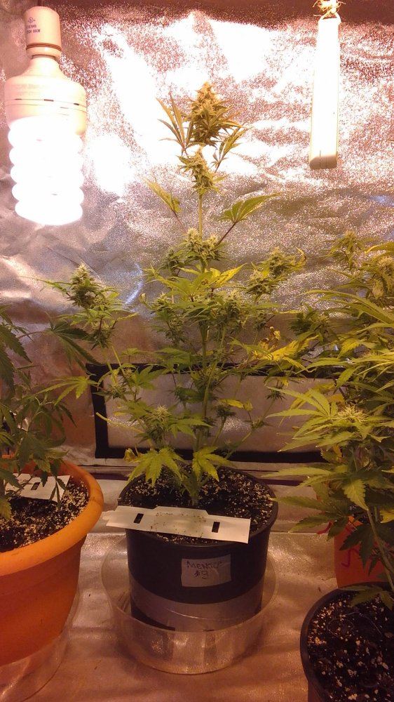 Mephisto rocksrocks 2