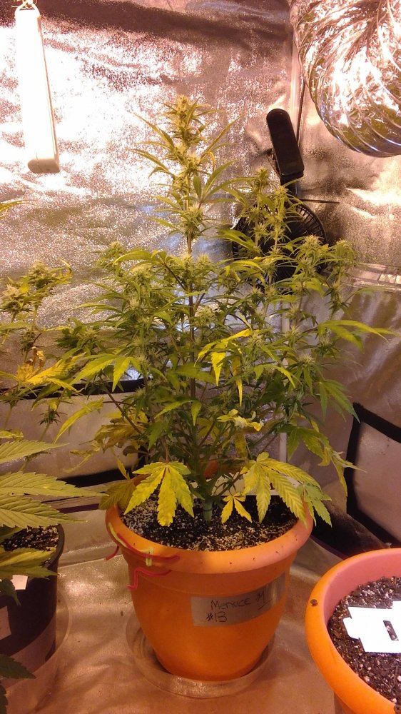 Mephisto rocksrocks 3