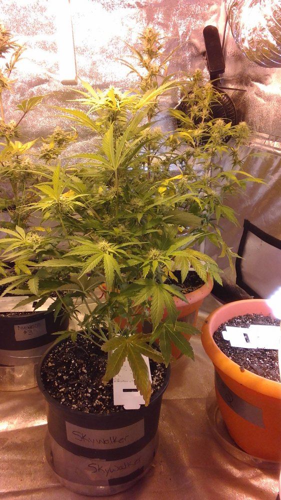 Mephisto rocksrocks 4