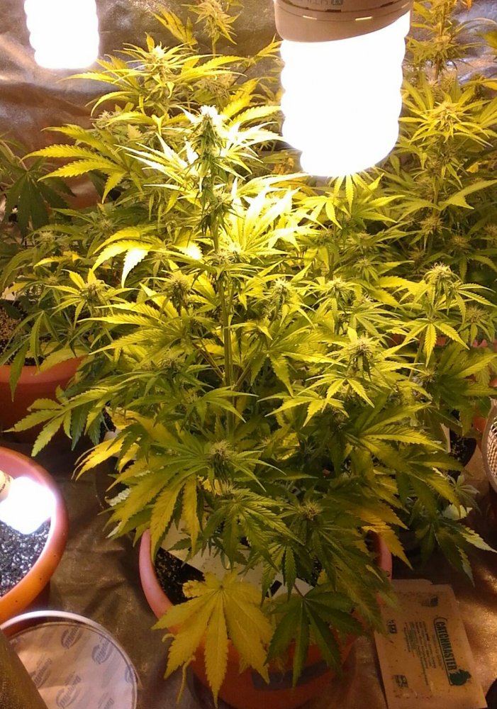 Mephisto rocksrocks 5