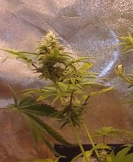 Mephisto rocksrocks 6