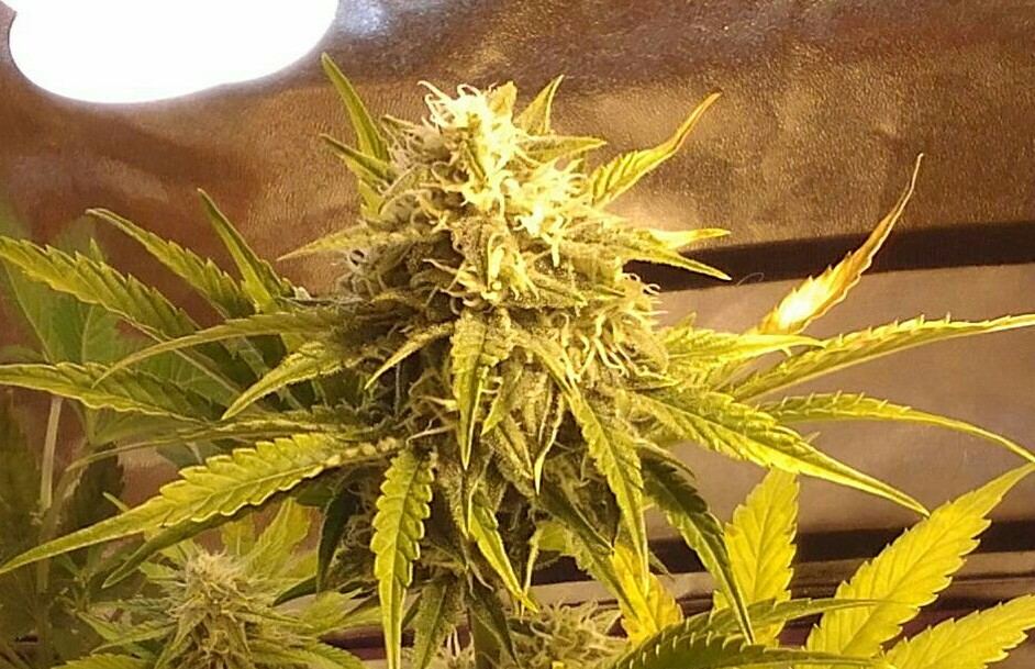 Mephisto rocksrocks 7