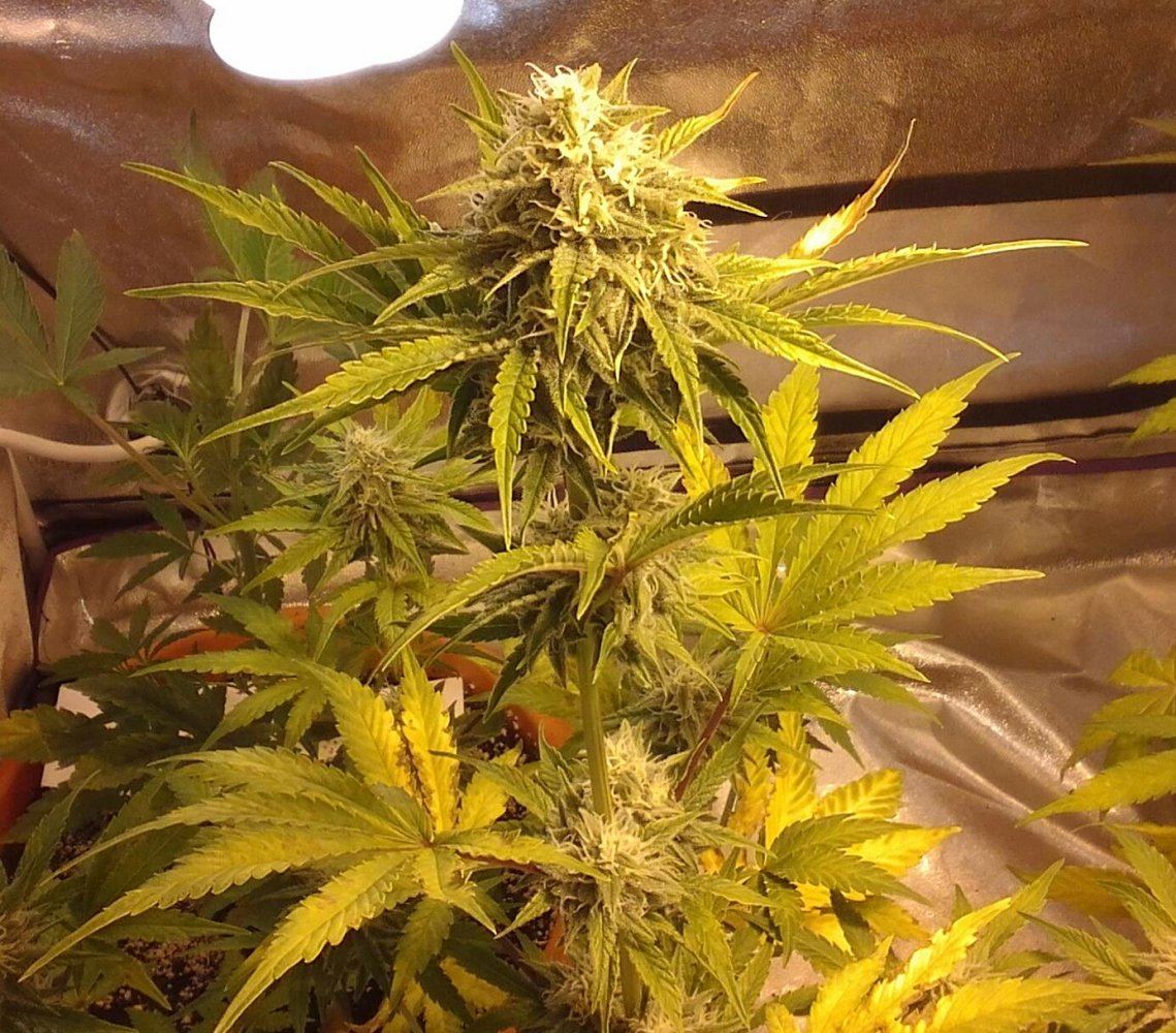 Mephisto rocksrocks 8