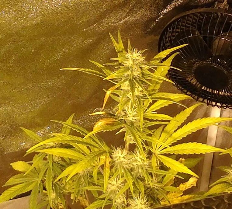 Mephisto rocksrocks 9