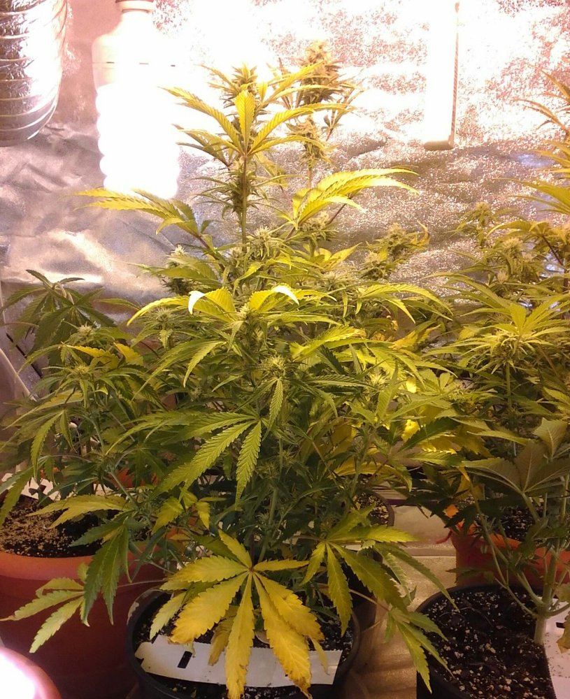 Mephisto rocksrocks