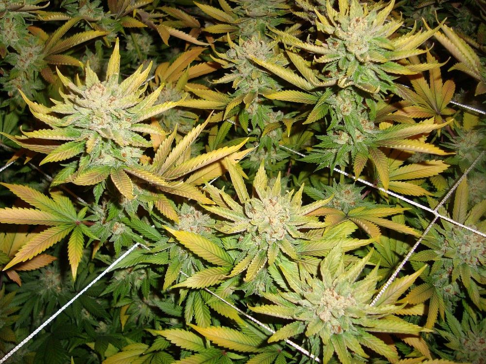 Meridian harvest 059