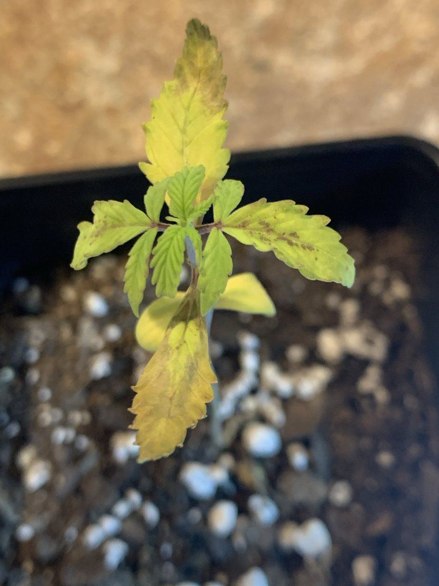 Messed up on new seedlings 3