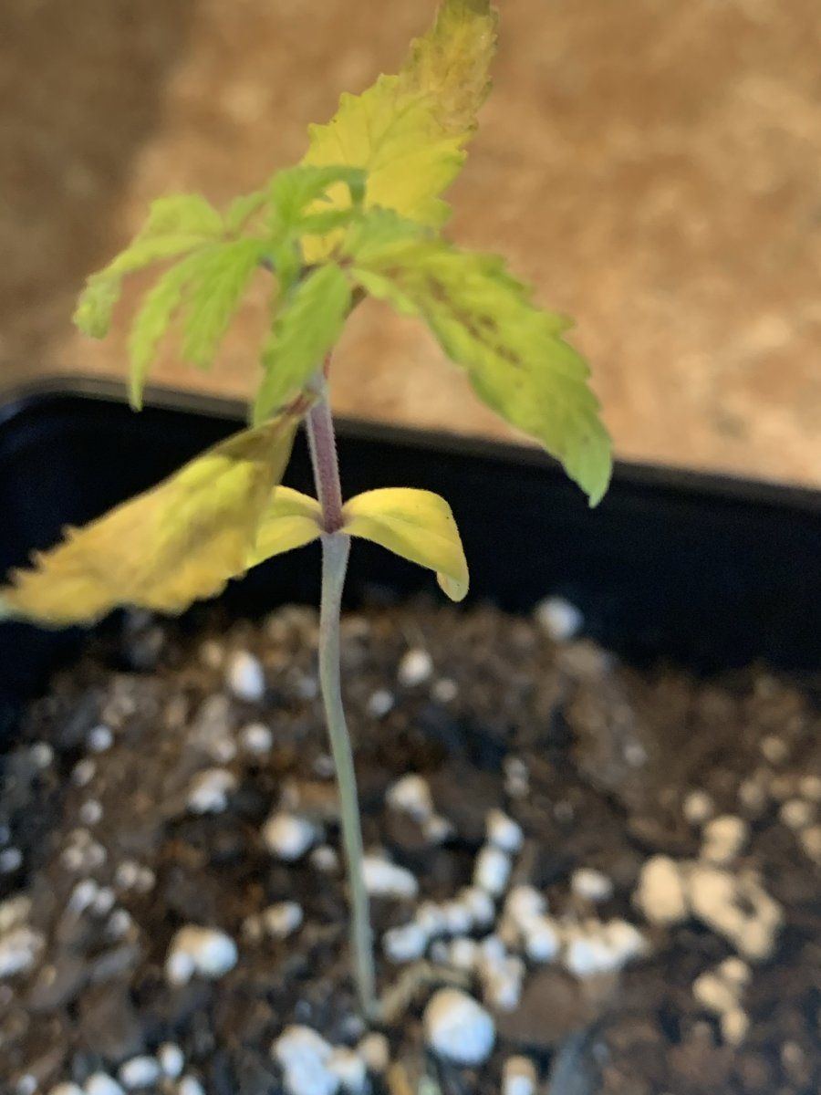 Messed up on new seedlings 4