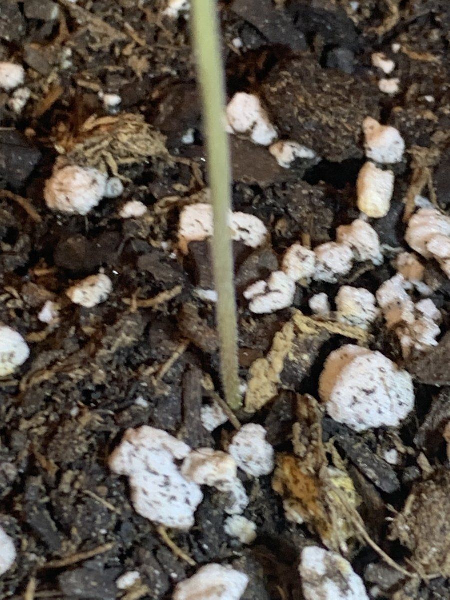 Messed up on new seedlings 5