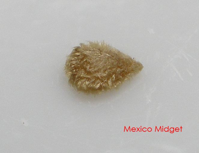 Mexico midget