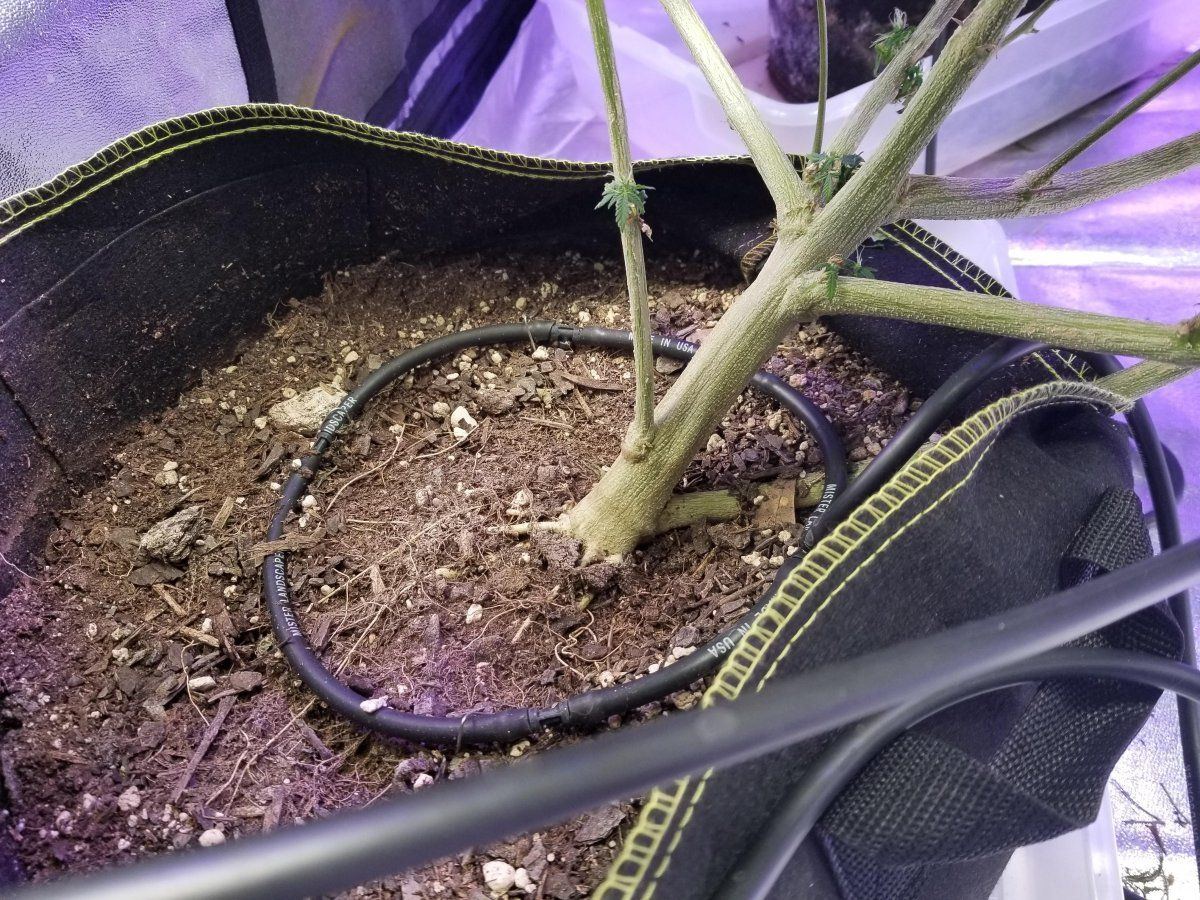 MG tilted main stem