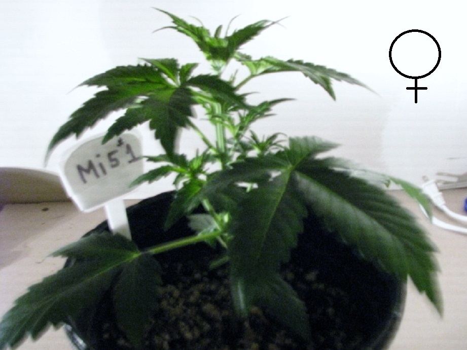 Mi5 Female