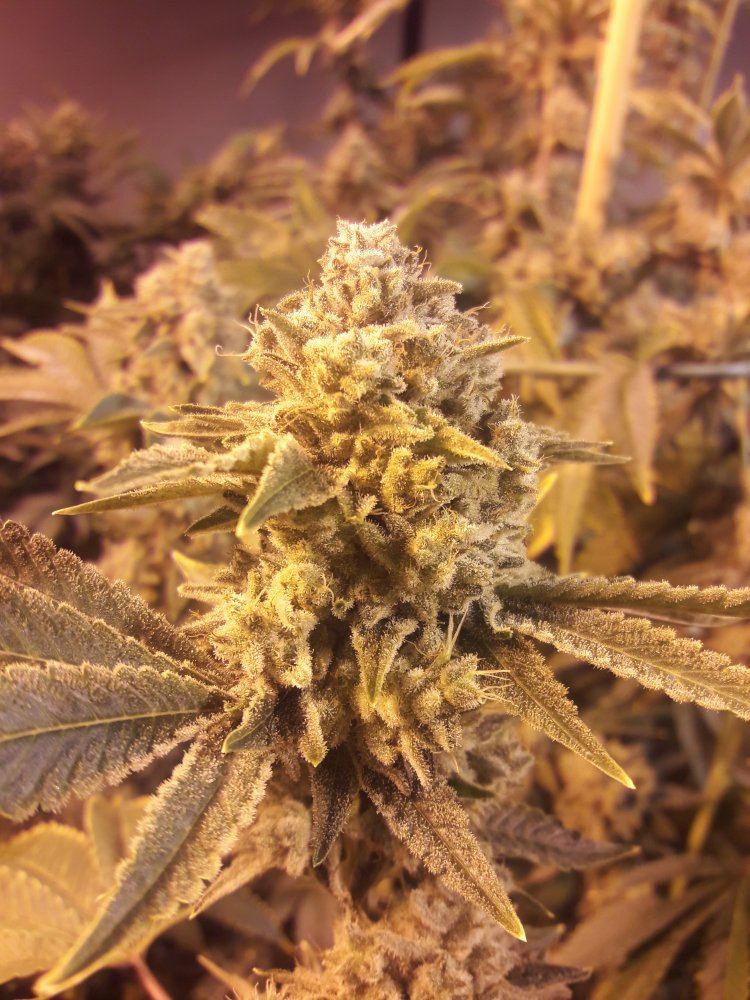 Michigan bud shots 3