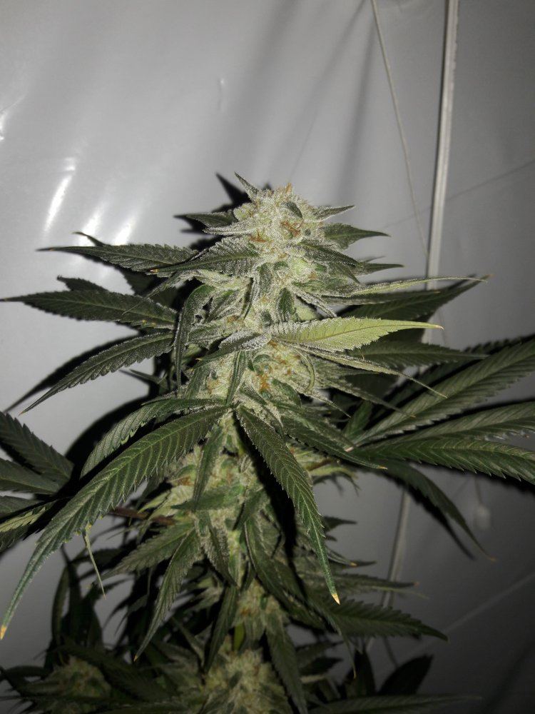 Michigan bud shots 4