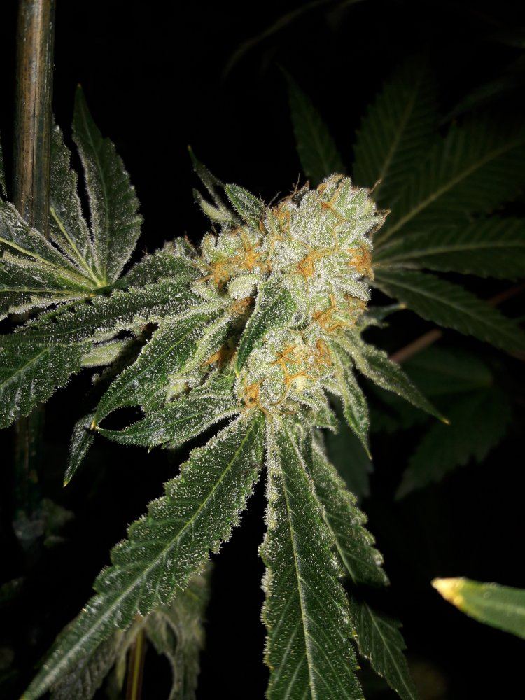 Michigan bud shots 5
