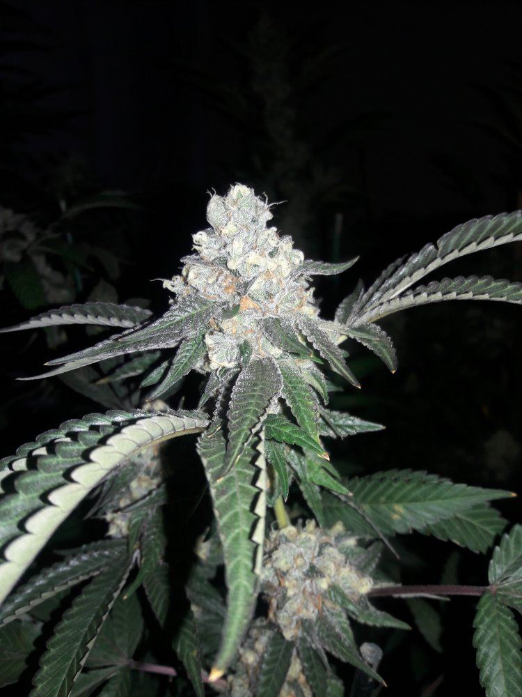 Michigan bud shots 6