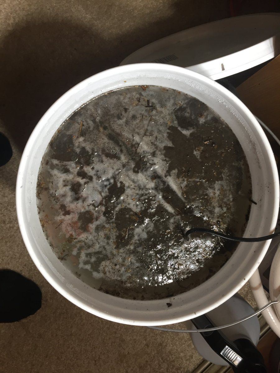 Microbes
